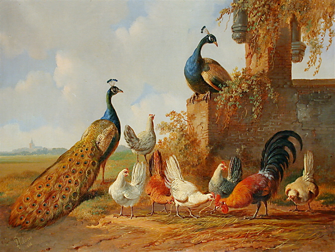 Peacocks and chickens